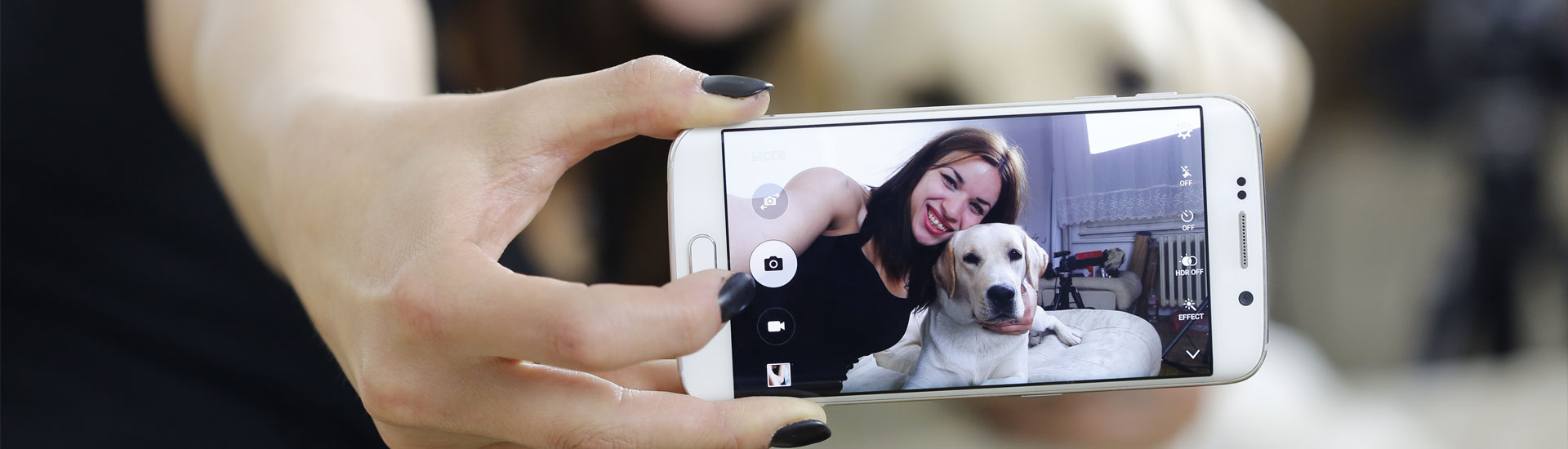 fotografar seu cão