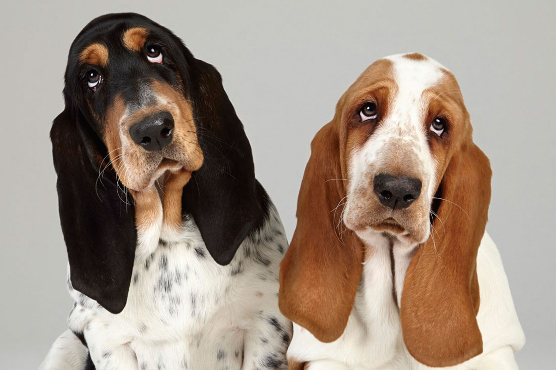 Pet x Show – Vale a Pena Vender Diferente?