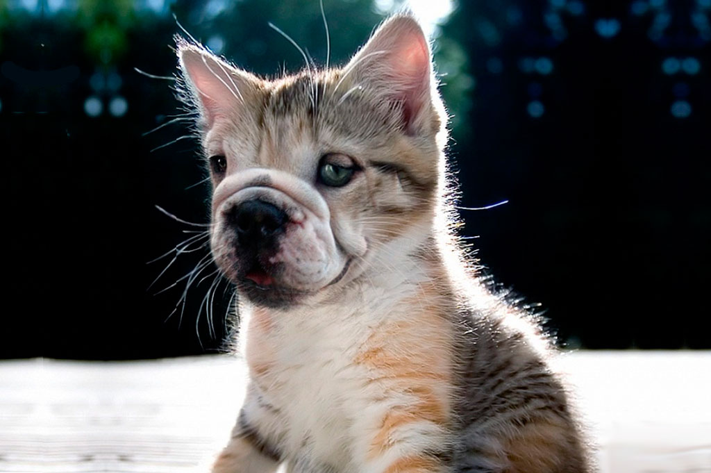 animais exoticos