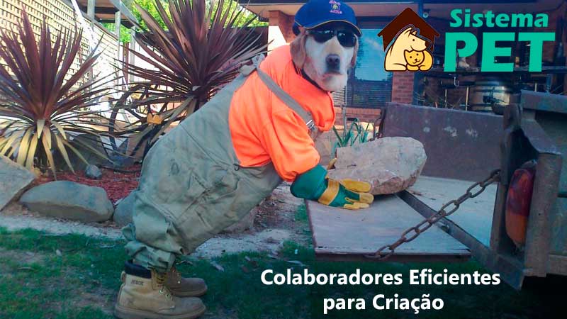 colaborador