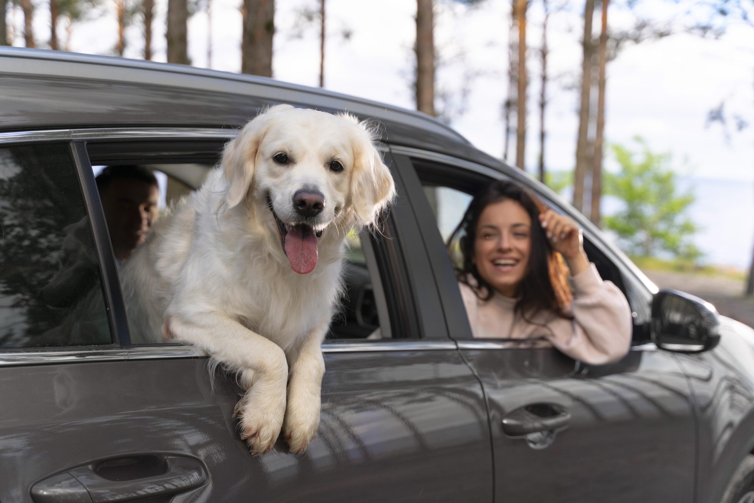 Como transportar cachorro de grande porte em carros?