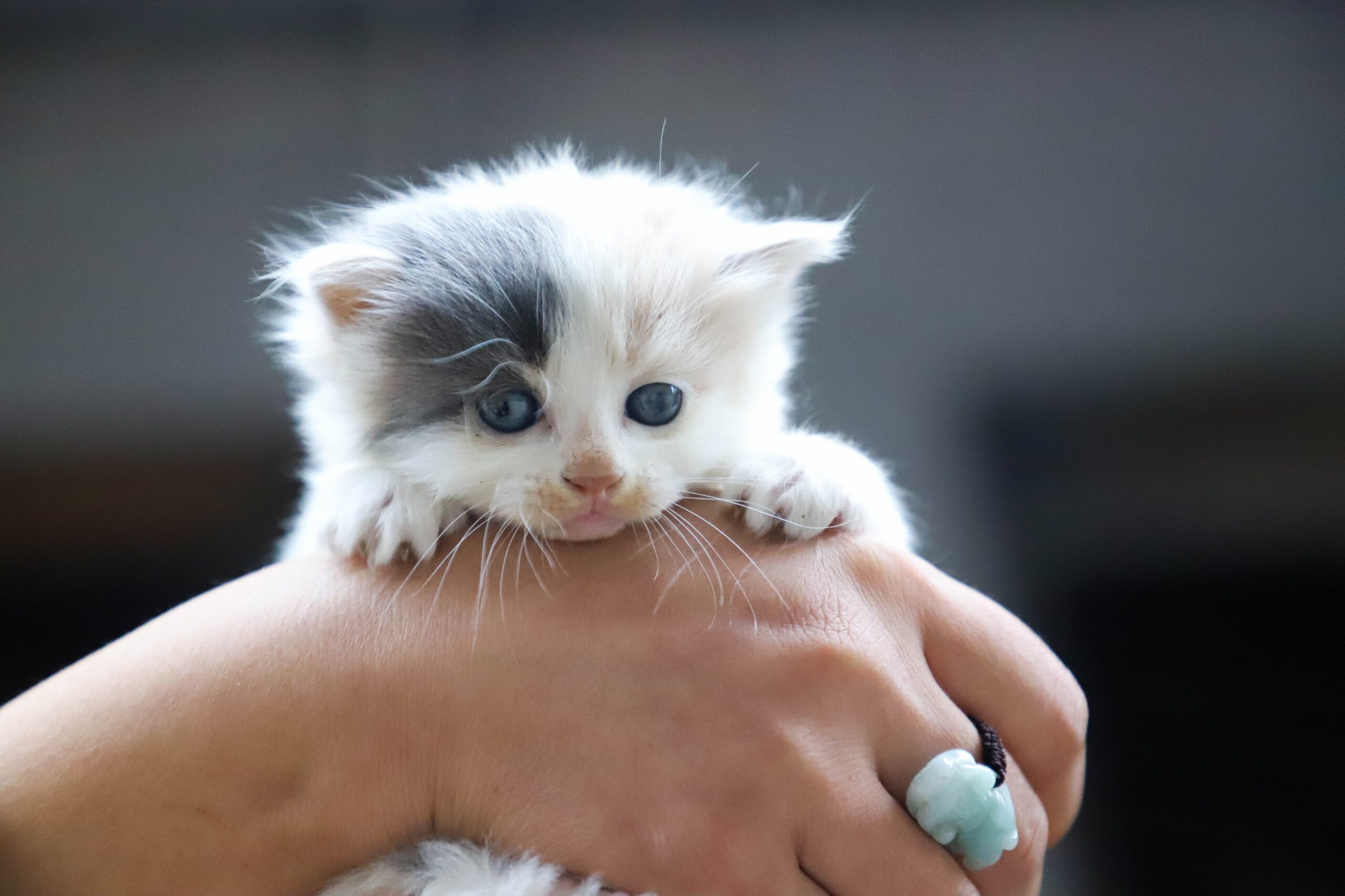 Como tornar seu gatinho mais ativo e feliz