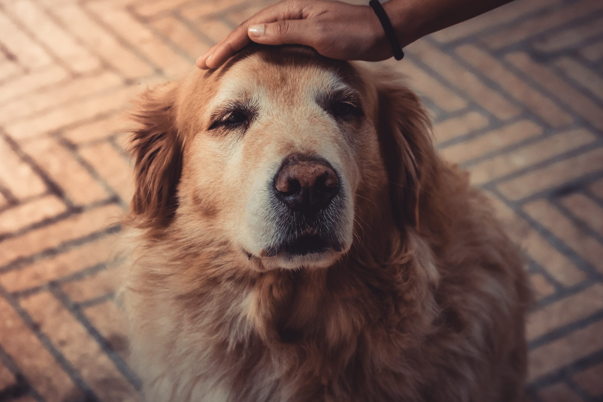Cuidados essenciais que devemos ter com cães idosos