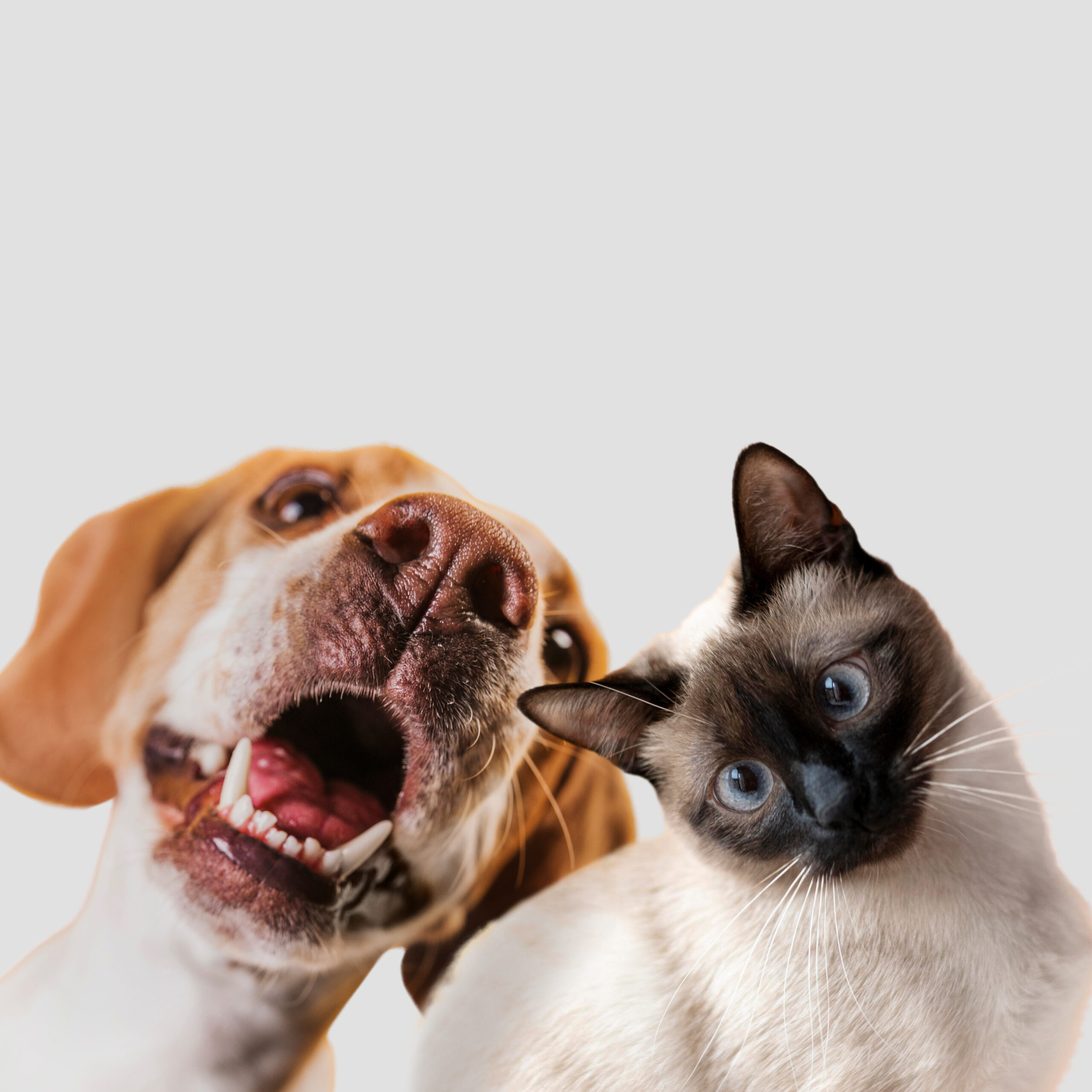 Principais cuidados que devemos ter com os pets durante uma mudança