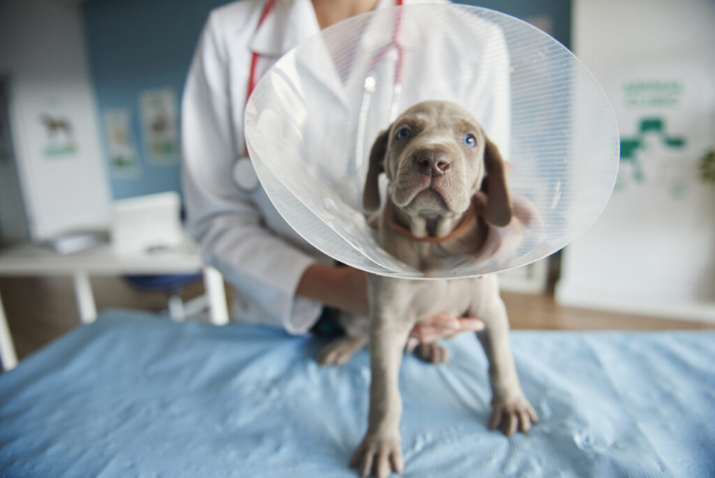 Cachorro doente usando colar elizabetando